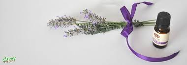 If ingested, they can cause excess salivation, nausea. Is Lavender Toxic To Cats Savvy Pet Care