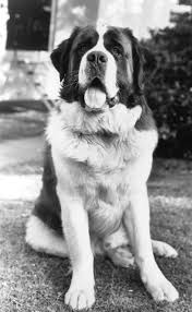 Black And White St Bernard Dog Saint Bernard Dogs The Only Black And White Pictures I Will Pin Will Be Stbernards Dyr Billeder Fotos
