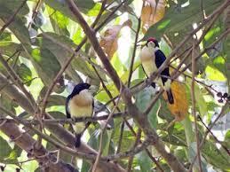 Image result for Monotes hypoleucus