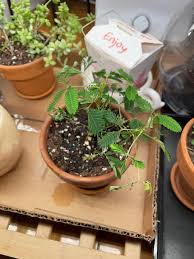 Image result for Mimosa pudica