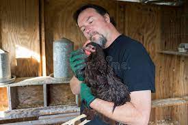 Pros, cons and what setting works best? 18 685 Free Range Chicken Photos Free Royalty Free Stock Photos From Dreamstime