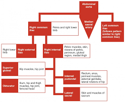 Circulatory Pathways Anatomy And Physiology Ii