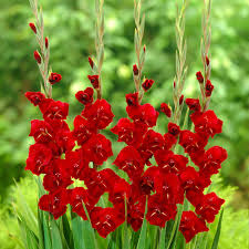 Image result for Gladiolus hollandii