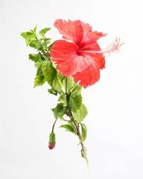 10+ vectors, stock photos & psd files. Bunga Raya Stock Photos And Images 123rf