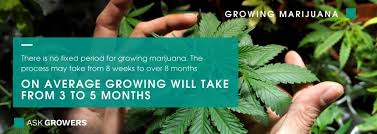 While this is happening, it is officially a seedling. How Long Does It Take To Grow Weed Cannabis Growth Stages 2021 Askgrowers