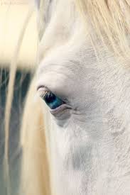 Snow And Ice Chevaux Blancs Regard Animal Passion Cheval