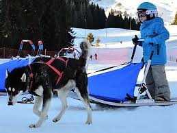 Check spelling or type a new query. Chiens De Traineaux Gite De Chauffarel Dans Le Champsaur