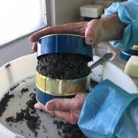 Sturgeon is the common name for the 27 species of fishes belonging to the family acipenseridae. Beluga Sturgeon Caviar By Aicha International Llc Supplier From United States Product Id 1013424