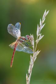 Sympetrum Fonscolombii Dragonfly Wall Art Beautiful Creatures Gossamer Wings