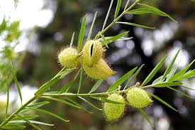 Image result for Gomphocarpus fruticosus