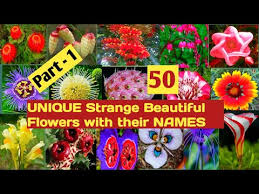 Hawaiian flower names and pictures. Unique Strange Rare Beautiful Flowers With Names Unseen Flowers With Name Flowers With Image Name Youtube