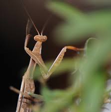 We did not find results for: Space Alien Bug Squad Anr Blogs