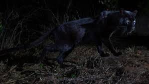 Black leopards is a south african football club based in thohoyandou, vhembe region, limpopo that plays in the premier soccer league. Rare Black Leopard Caught On Camera For First Time In 100 Years Abc News