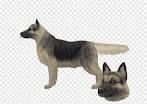 Dogs breed Kunming Wolfdog for Sale | AnimalsSale