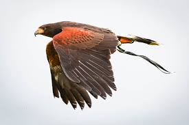 Harris Hawk Harris Hawk Zebra Finch Hawk