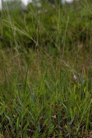 Image result for Digitaria compressa