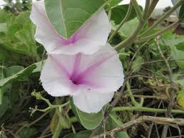 Image result for Ipomoea kituiensis