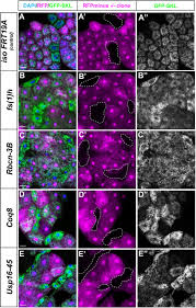 Download and install bluestacks on your pc. A Genetic Screen For Genes That Impact Peroxisomes In Drosophila Identifies Candidate Genes For Human Disease Biorxiv