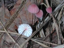 Image result for Marasmius opacus