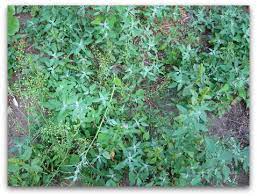 Weeds can be controlled mechanically by mowing, culturally with good grazing management, or chemically with herbicides. Horse Manure Crappy Soil Amendment For Your Garden Tall Clover Farm
