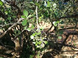 Image result for Gymnosporia maranguensis