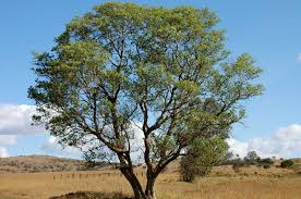 Image result for Combretum erythrophyllum