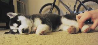 Sleepy Puppies Gifs 60 Cutest Animated Images For Free