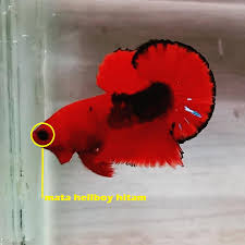 Ia memiliki sirip dan ekor panjang sebagai ciri khas utamanya. Jenis Ikan Cupang Hellboy Ciri Cirinya Harga Jual Cupang