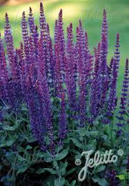 Salvia is not poisonous to dogs, cats, or horses; Jelitto Perennial Seed Salvia Nemorosa Violettkonigin Portion S