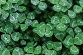Check spelling or type a new query. Four Leaf Clover Pictures Download Free Images On Unsplash