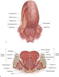 2 Base Of Tongue Resection And Hypopharyngeal Anatomy Ento Key