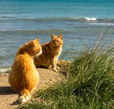 kitties at the shore 動物 猫 ねこ