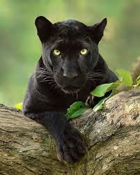 Beautiful Big Cat Species Animals Panther Cat