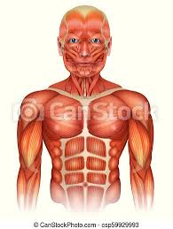 Attached to the bones of the skeletal system are about 700 named muscles that make up roughly half of a person's body weight. Muscles Of The Human Upper Body Muscles Of The Human Body Face Torso And Arms Beautiful Colorful Illustration Isolated On Canstock