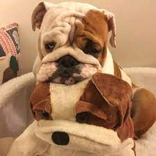 Saith My He A Rt Bulldogs Bulldog Bulldog Puppies Puppies