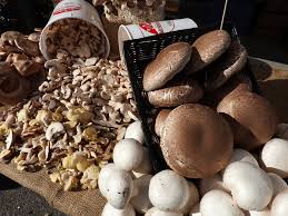 If allowed to grow to full size, puffball mushrooms will burst, sending trillions of spores into the air. How To Grow Portobello Mushrooms Constant Delights