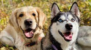 Golden retriever husky mix is a cross of a purebred golden retriever and a purebred siberian husky, also known as the goberian. Golden Retriever Vs Siberian Husky Differences And Similarities