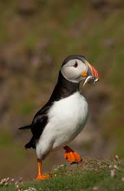 Small Bird With Black And White Striped Head Uk Puffins Clown Birds Of The Atlantic Puffin Eel Like Fish Puffins Bird