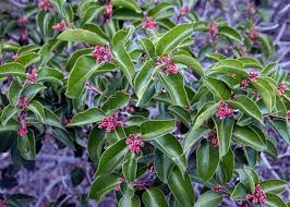 Image result for Hippocratea buchananii