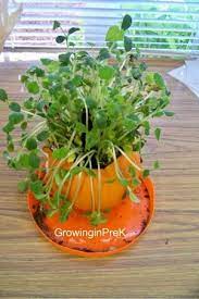 Totally Doing This Planting Pumpkins Growing Pumpkins Grow Pumpkins From Seeds