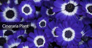 Image result for Cineraria mazoensis