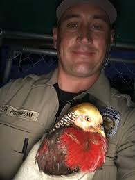 Every once in a while, we run across something beautiful and exotic. Yes,  I'm talking about birds. Animal Control Officer Ray Peckham was called to  the backyard of a resident where they