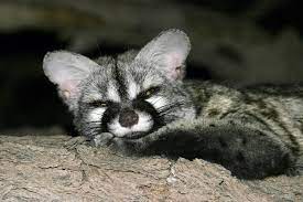 Coolest Nocturnal Animals Around The World