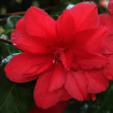 Camellias Letitia Schrader Camelias