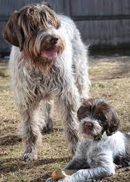 This is the price you can expect to pay for the german shepherd breed without breeding rights. 5 Things You Didn T Know About The Wirehaired Pointing Griffon American Kennel Club Wirehaired Pointing Griffon Griffon Dog Family Photo With Dog