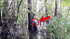 1 MINUTE AGO: James “Bobo” Fay From Finding Bigfoot Is Breaking The News...  - YouTube