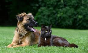 Cats also have a type of parvovirus that causes severe disease, known as feline panleukopenia. Can Cats Get Parvovirus From Dogs Canna Pet