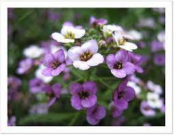 Pin On My Favorite Flowers