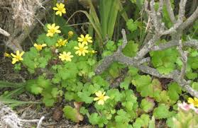 Image result for Cineraria deltoidea