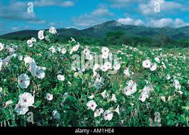 Image result for Ipomoea kituiensis